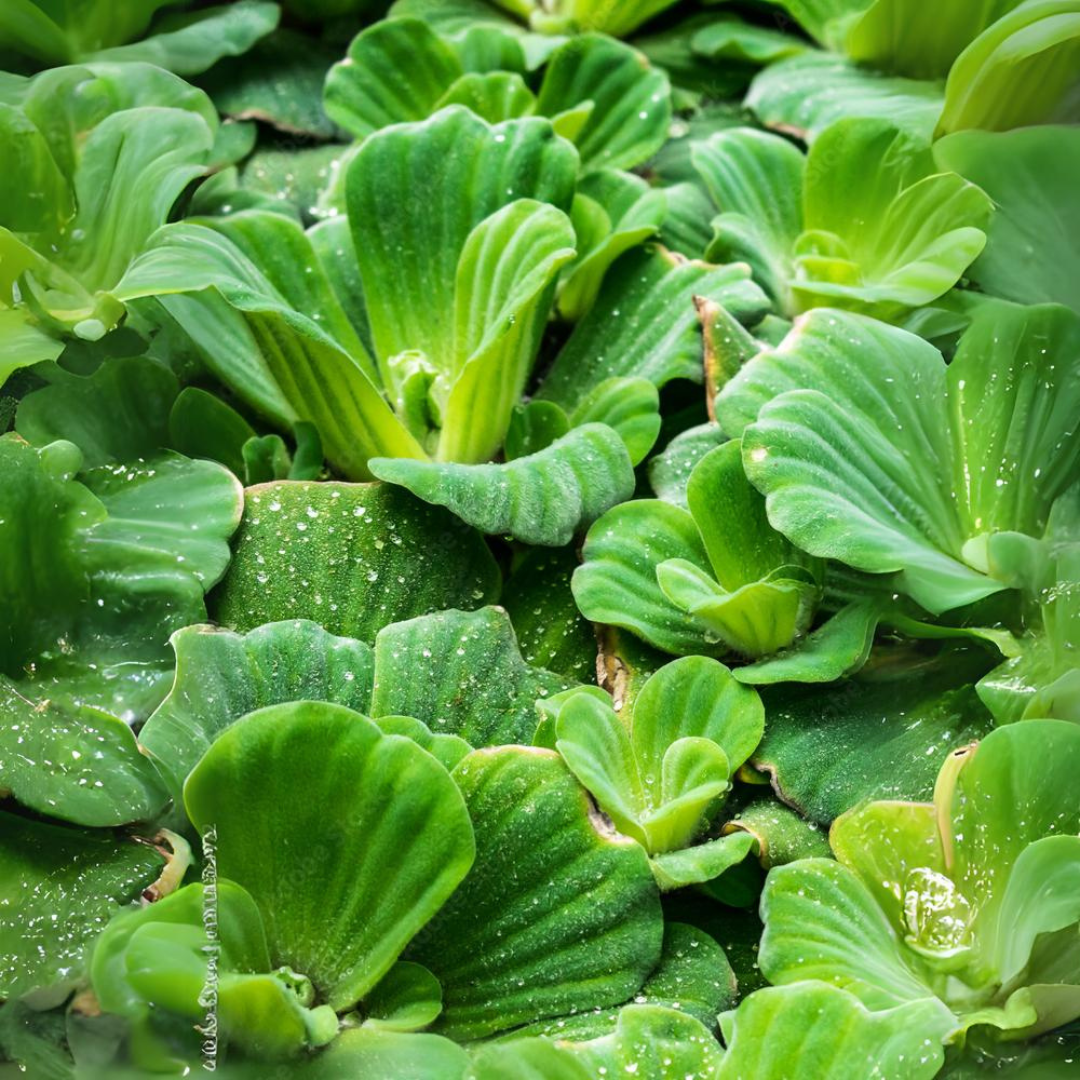 Water Lettuce - Water Cabbage Floating Plants (Pack Of 4) | Live plant