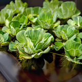 Water Lettuce - Water Cabbage Floating Plants (Pack Of 4) | Live plant