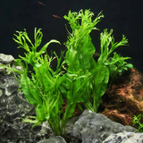 Java Fern Windelov On Mesh | Live Plant