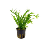 Java Fern Windelov On Mesh | Live Plant