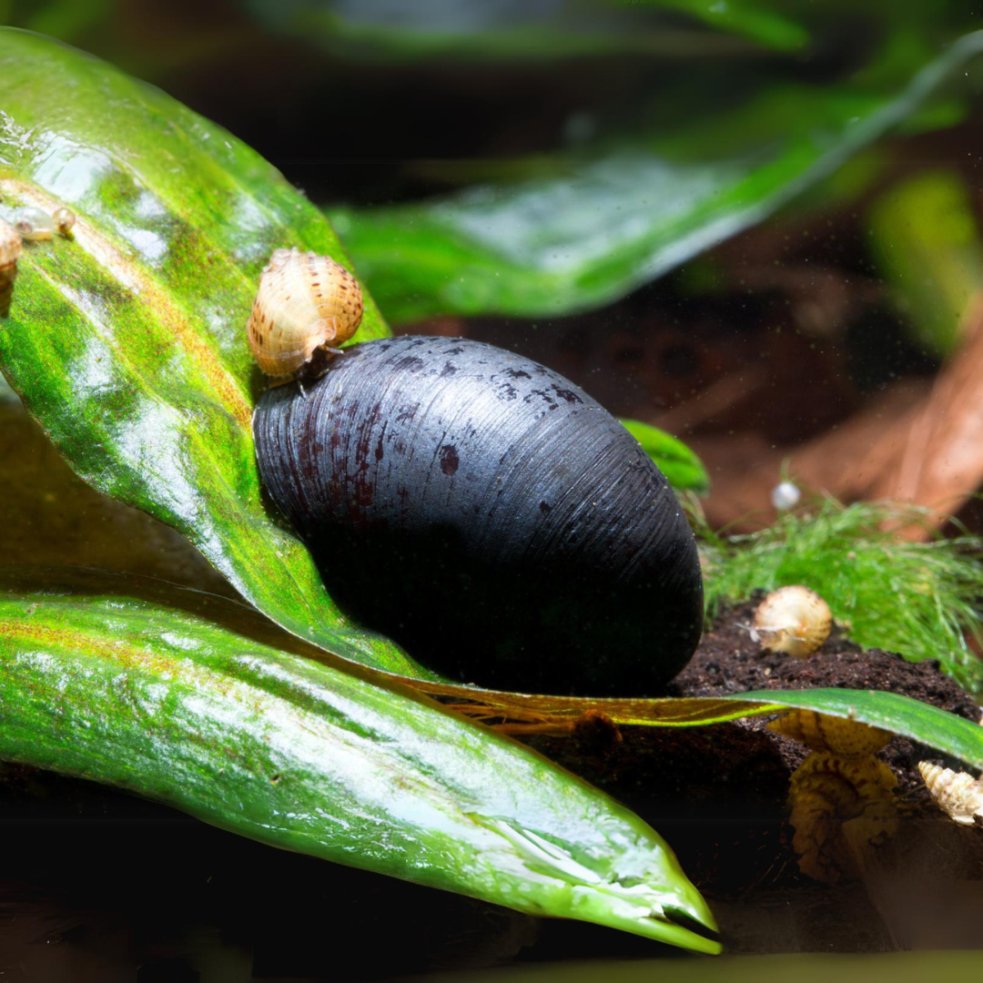 Algae Eater Military Helmet Snail