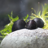 Algae Eater Military Helmet Snail