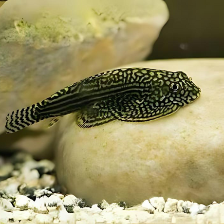 Algae Eater Hillstream Loach (3-4 Cms) Single