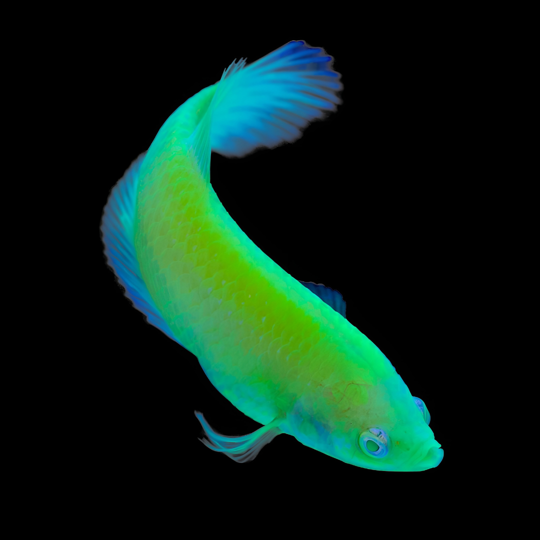 Betta Fluorescent Green Plakat Adult