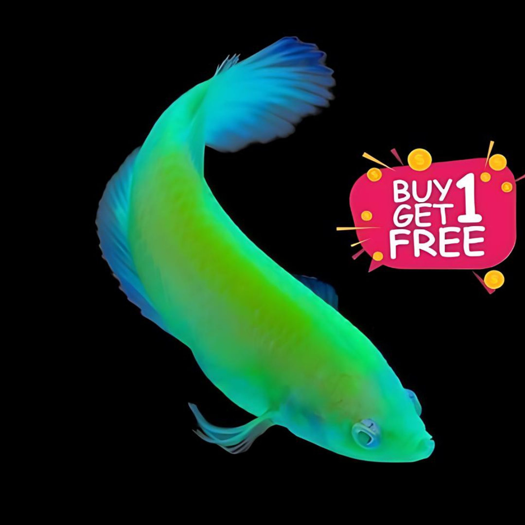 Betta Fluorescent Green Plakat Juvenile (Buy 1 Get 1)