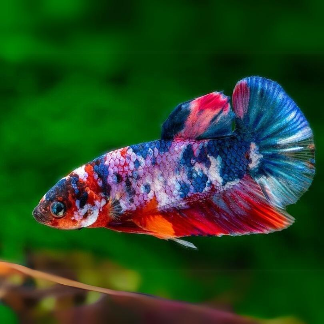 Betta Koi Galaxy OHM | Male