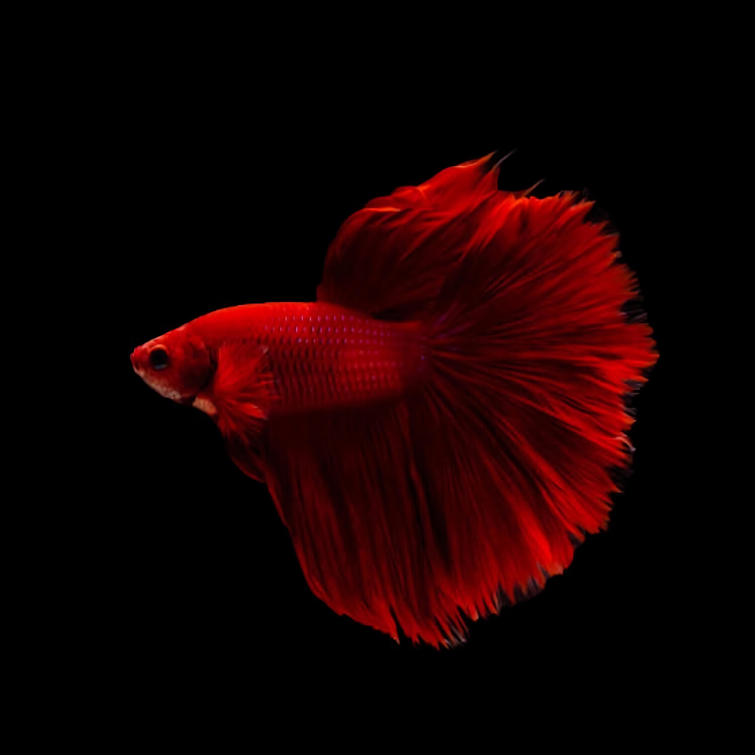 Betta Red Color Ohm | Male