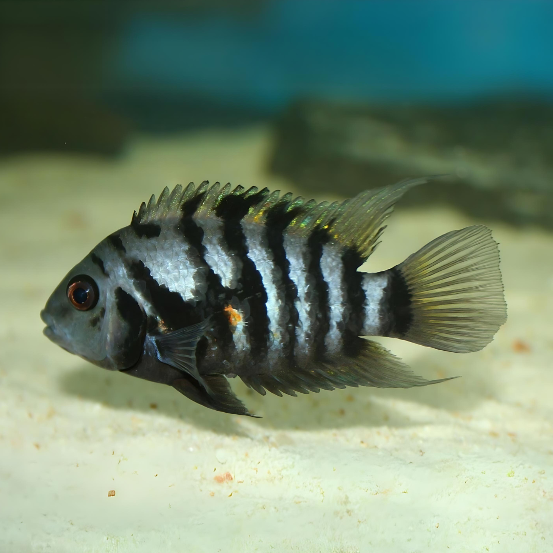 Blue Convict Cichlid (3-4 Cms) | Single