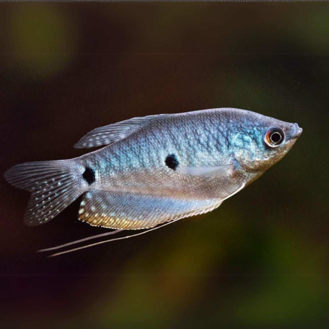 Blue gourami fish | semi Adult | Each