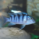 Blue Morph Fish (1-1.5 Inches) | Single