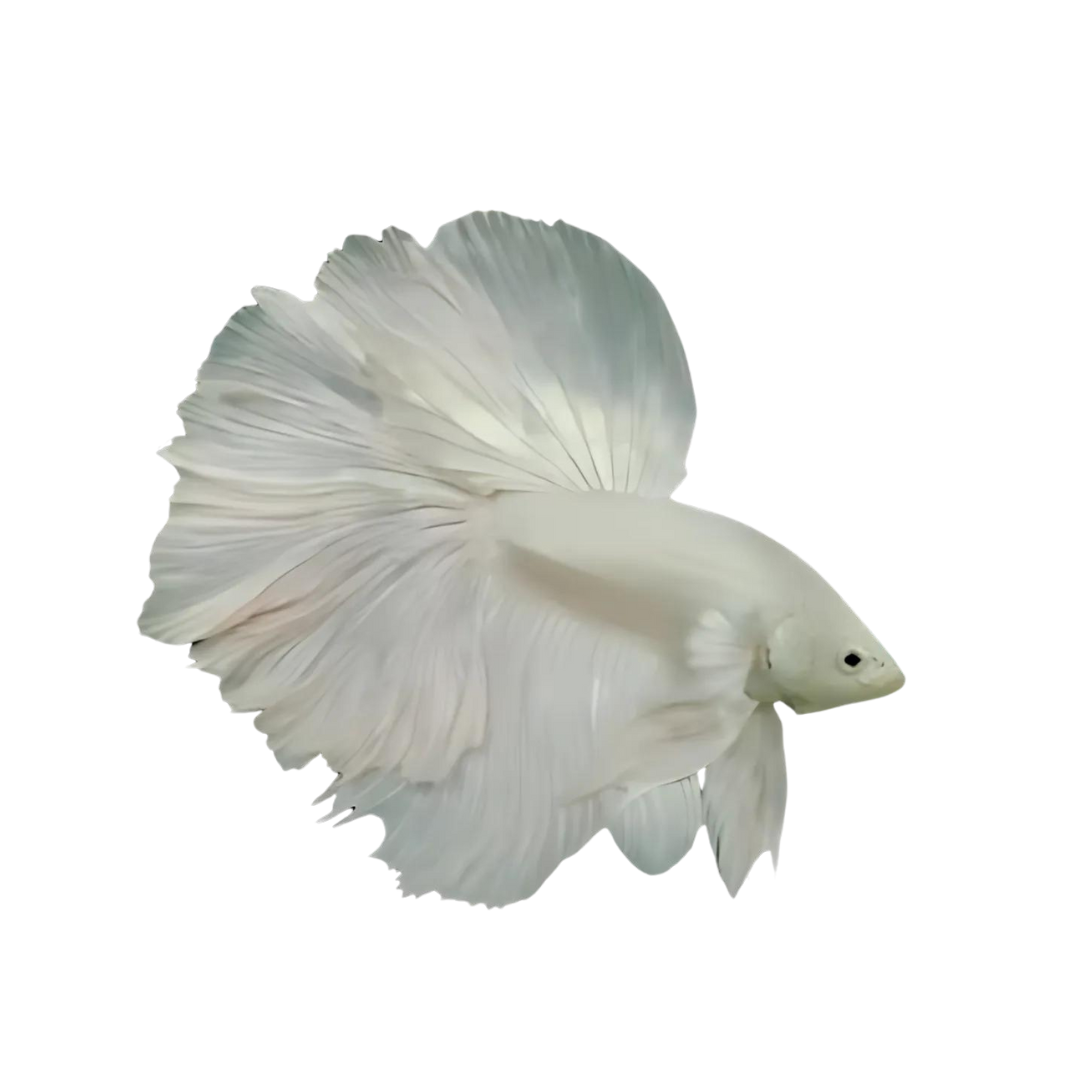 Betta White Color OHM Male cloningaquapets