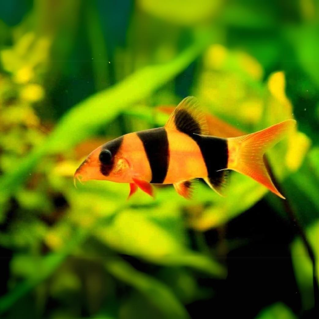 Bottom Dweller Clown Loach (2.5-3.5 Inches) | Single