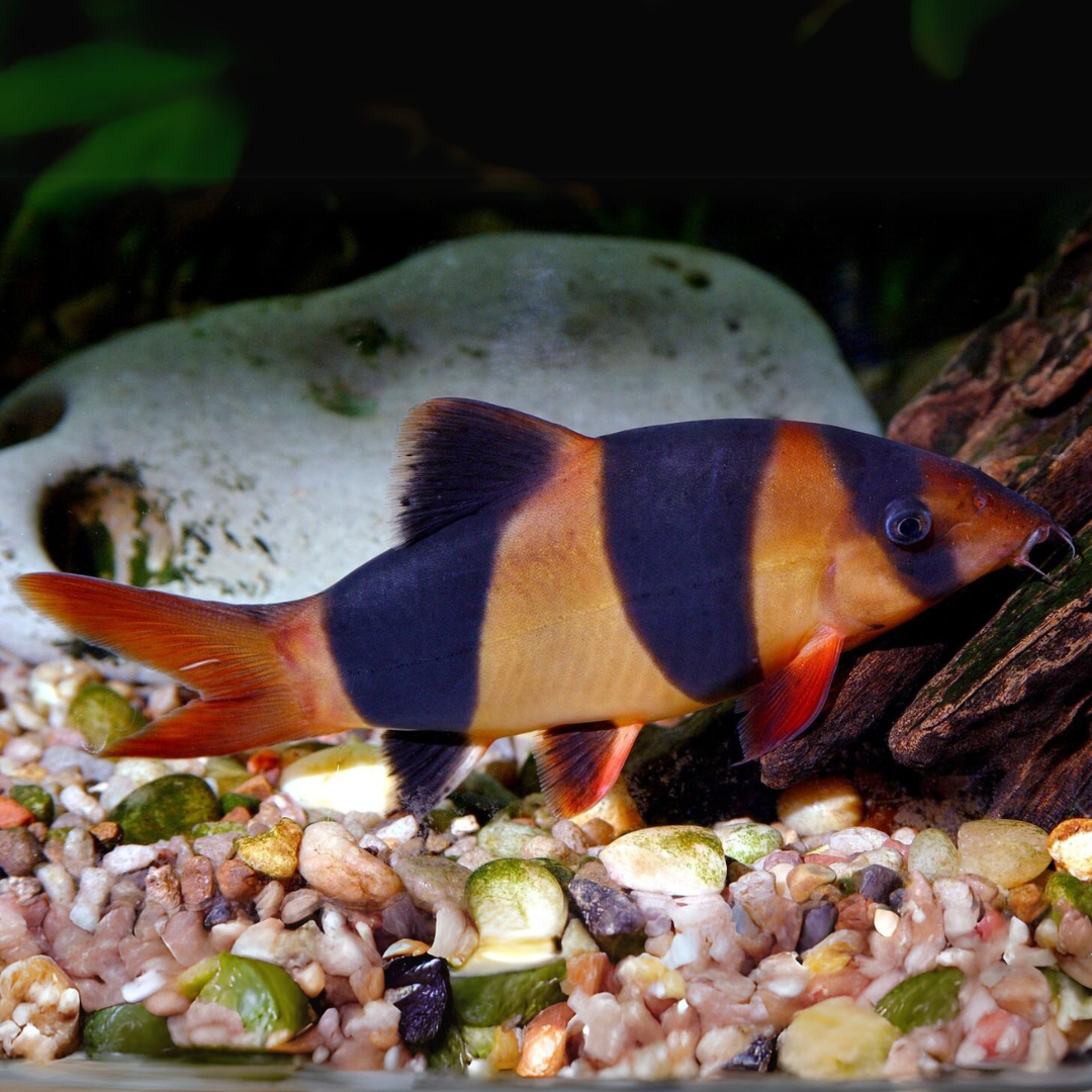 Bottom Dweller Clown Loach (2.5-3.5 Inches) | Single