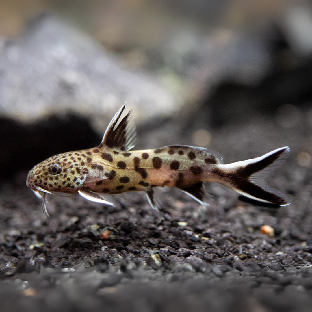 Bottom Dweller Cuckoo Cat (3-4 cms) | Single