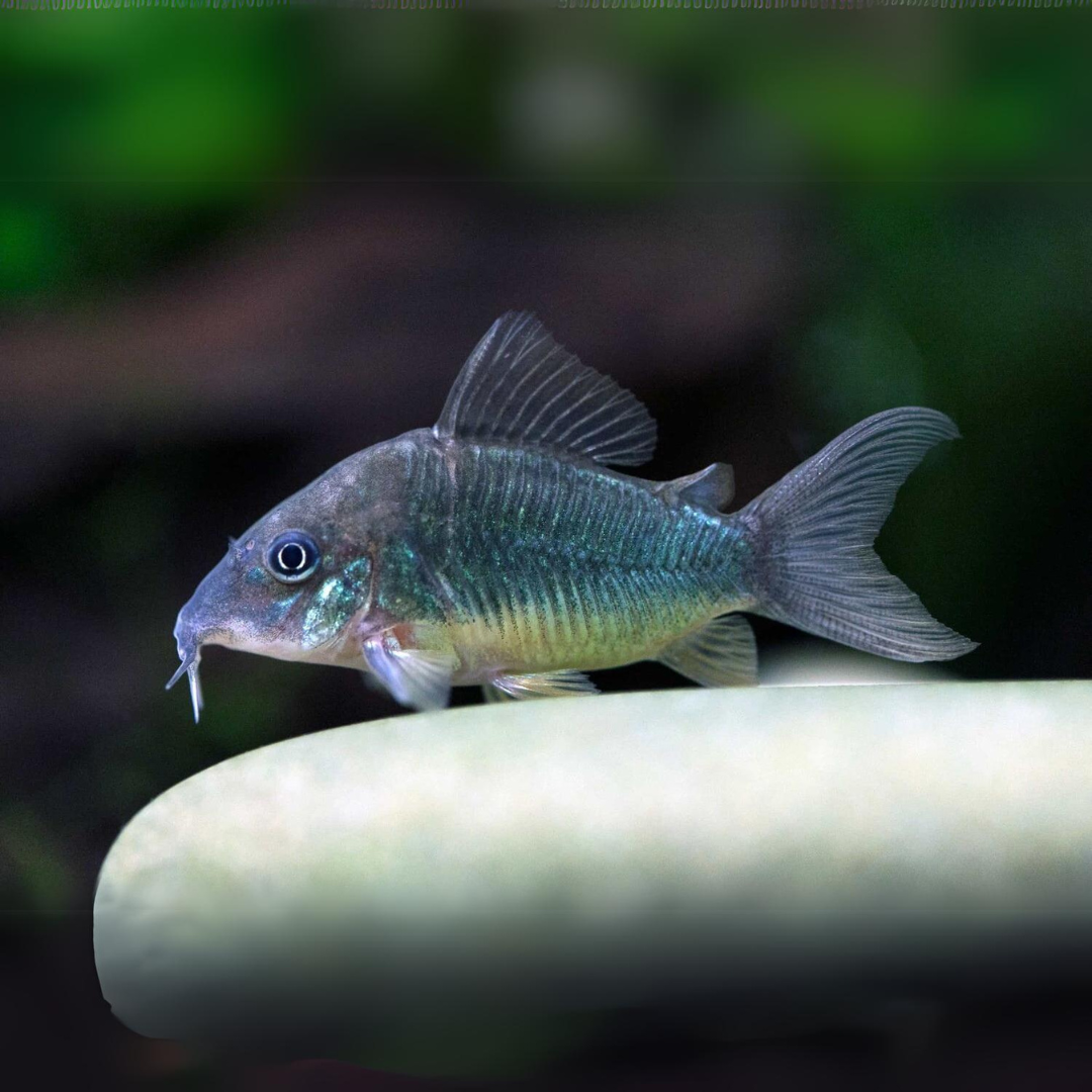 Bottom Dweller Green Cory (Offer) | Single