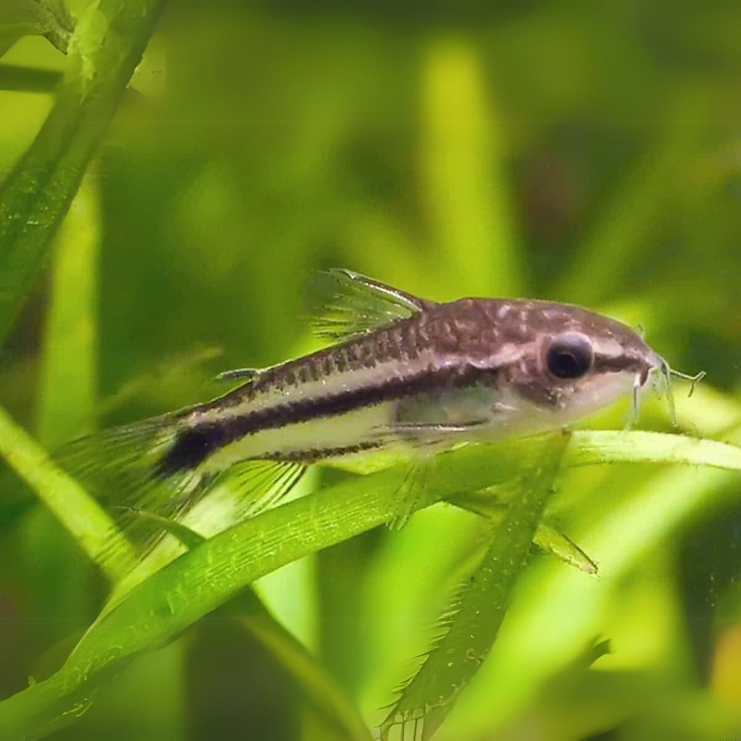 Bottom Dweller Pygmy Cory | Single