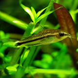 Bottom Dweller Pygmy Cory | Single