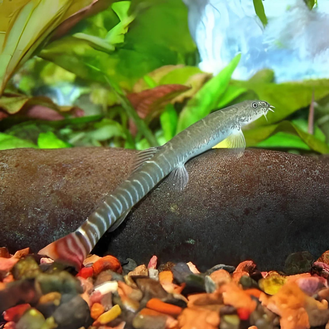 Bottom Dweller Red Tail Tiger Loach | Single