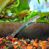 Bottom Dweller Red Tail Tiger Loach | Single