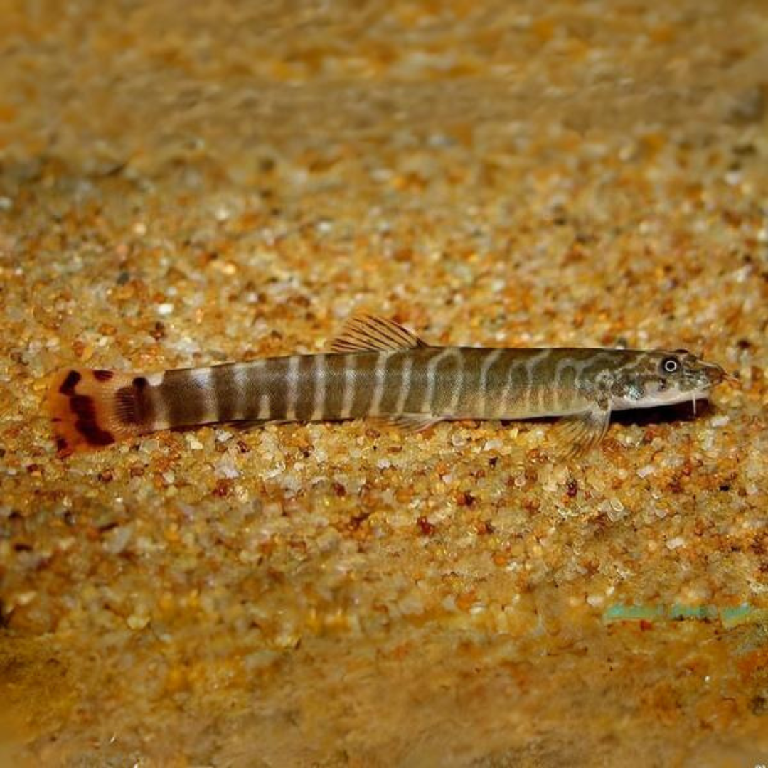 Bottom Dweller Red Tail Tiger Loach | Single