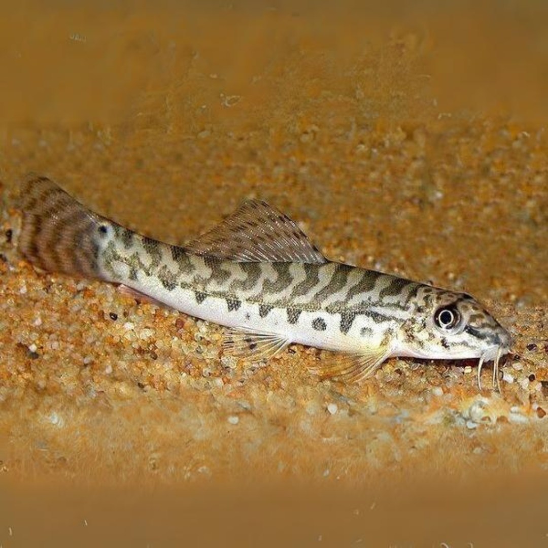 Bottom Dweller Tiger Loach | Single