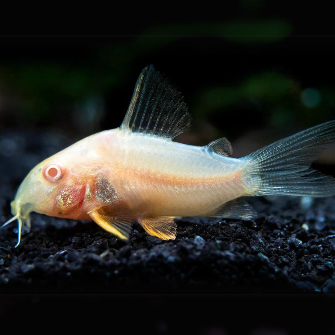 Bottom Dwellers Albino Cory | Single