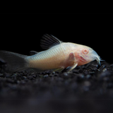 Bottom Dwellers Albino Cory | Single