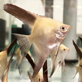 Bulgarian Seal Point Angel Fish (3 Inches) | Single