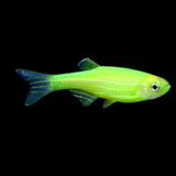 Zebra Glow Electric Green | Single