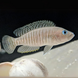 Dwarf Cichlid Shell Dweller (2 cms) | Single