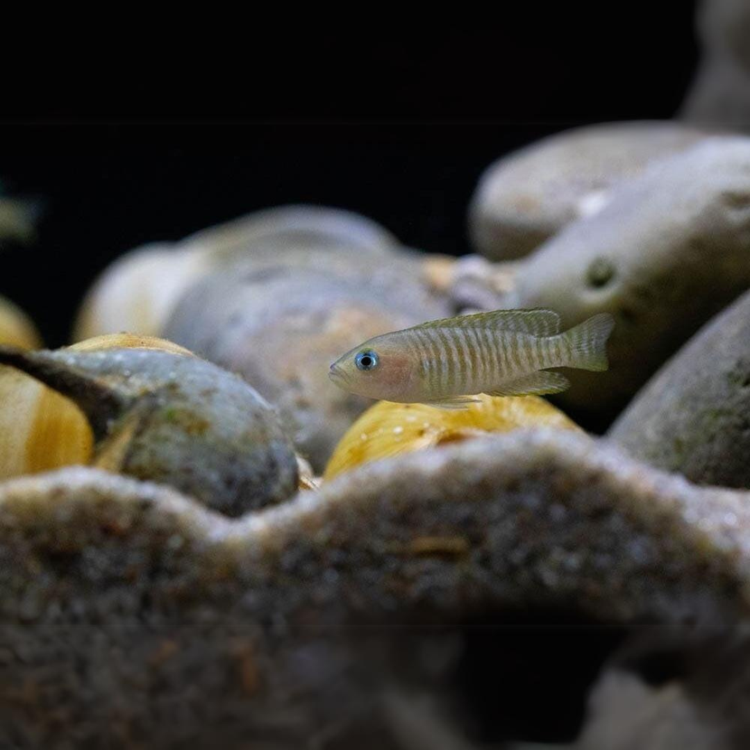 Dwarf Cichlid Shell Dweller (2 cms) | Single