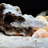 Dwarf Cichlid Shell Dweller (2 cms) | Single