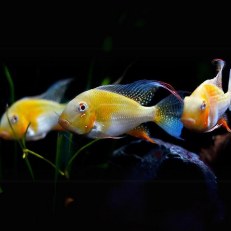 Geophagus Albino Heckelii (3-4 Cms) | Single