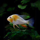 Geophagus Albino Heckelii (3-4 Cms) | Single