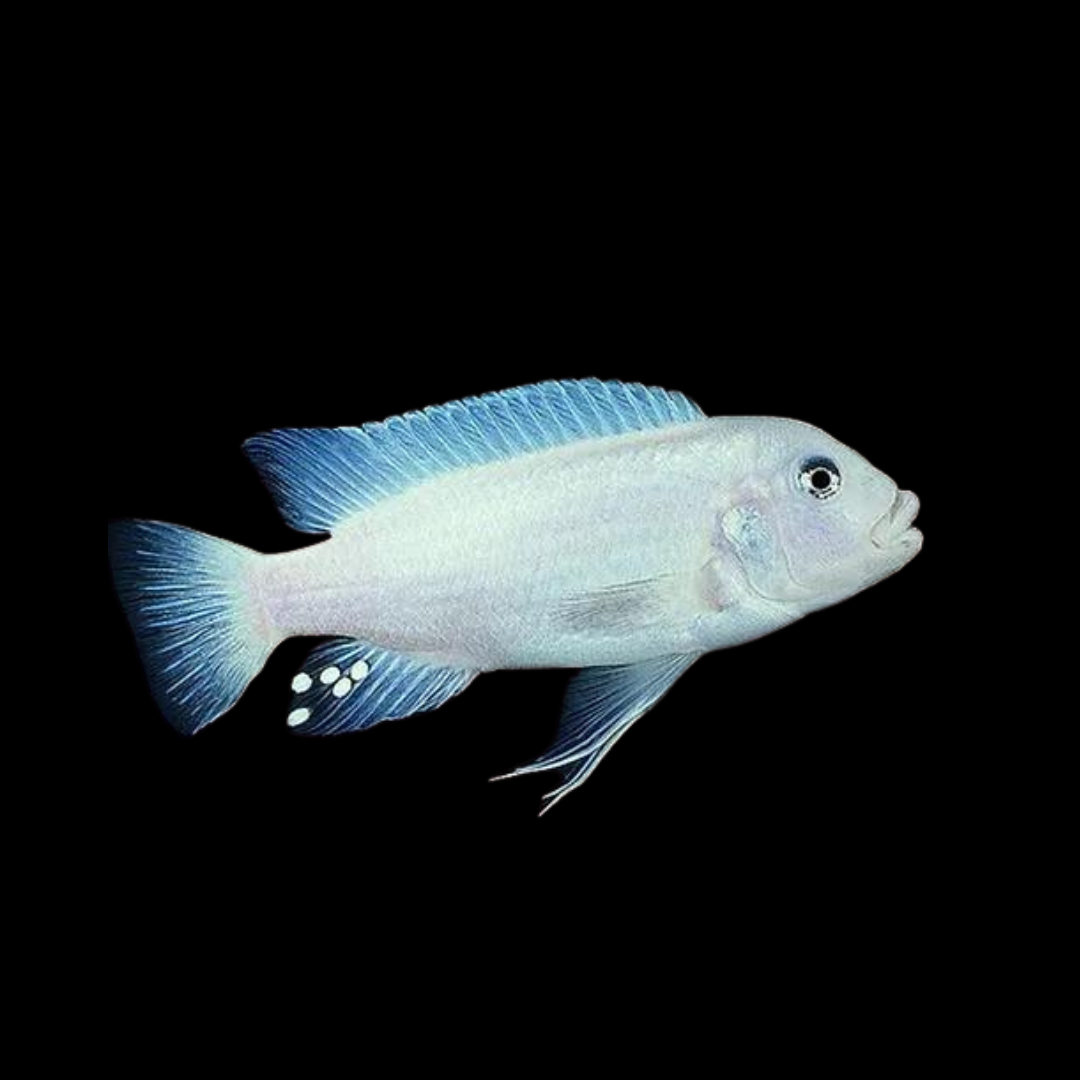 Malawi Mbuna Cichlid Sp Albino (Size 1.5"to 1.75") | Single