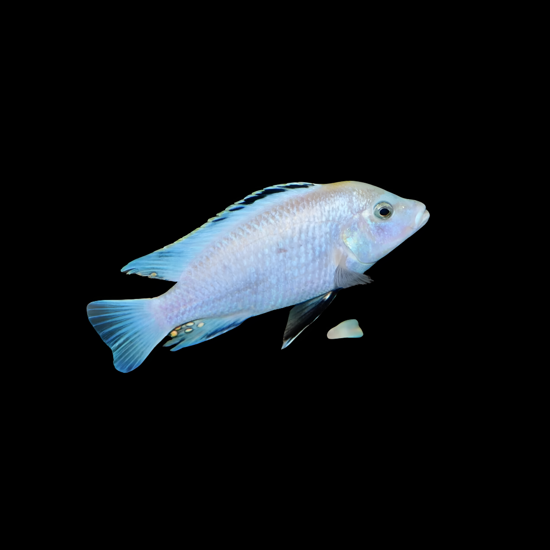 Malawi Mbuna Cichlid Sp Albino (Size 2"to 2.5") | Single