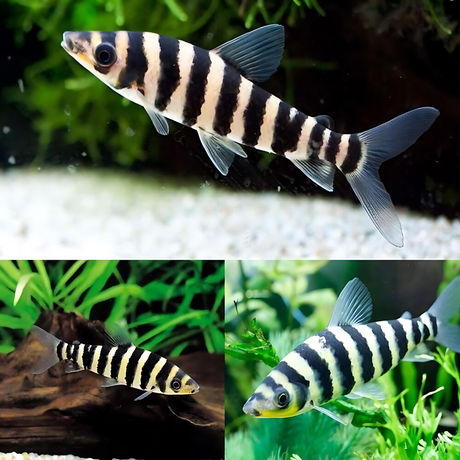 Earth Eater Banded Leporinus (3-4 Inches) | Single