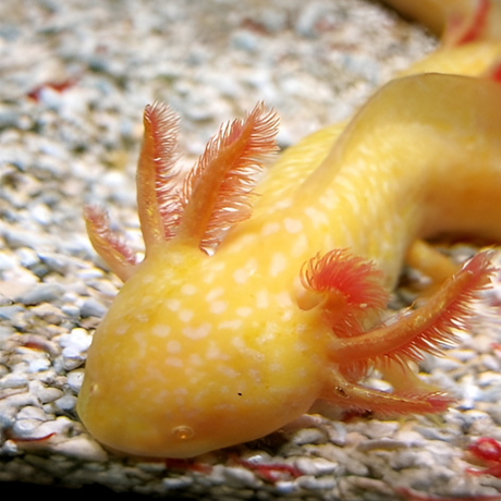 Axolotl Albino Golden (7-8 Inches) | Single