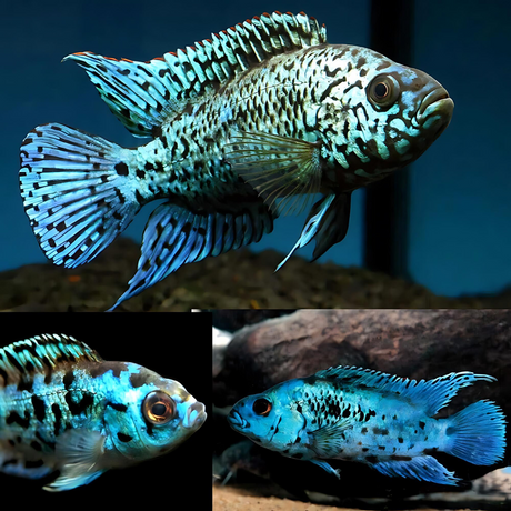 Electric Blue Jack Dempsey (2-3 Cms) | Single