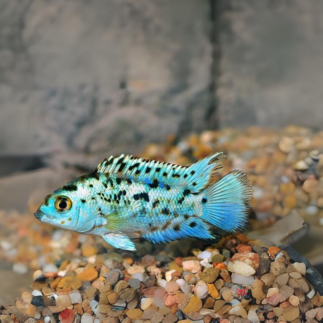 Electric Blue Jack Dempsey (2.5-3 Inches) | Single