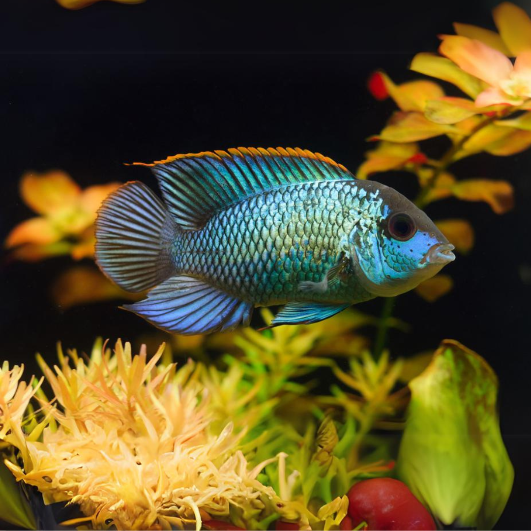 Electric Blue Neon Acara (3 Inches) | Single