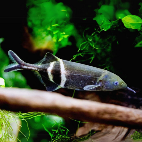 Elephant Nose Fish (4-5 Inches) | Single