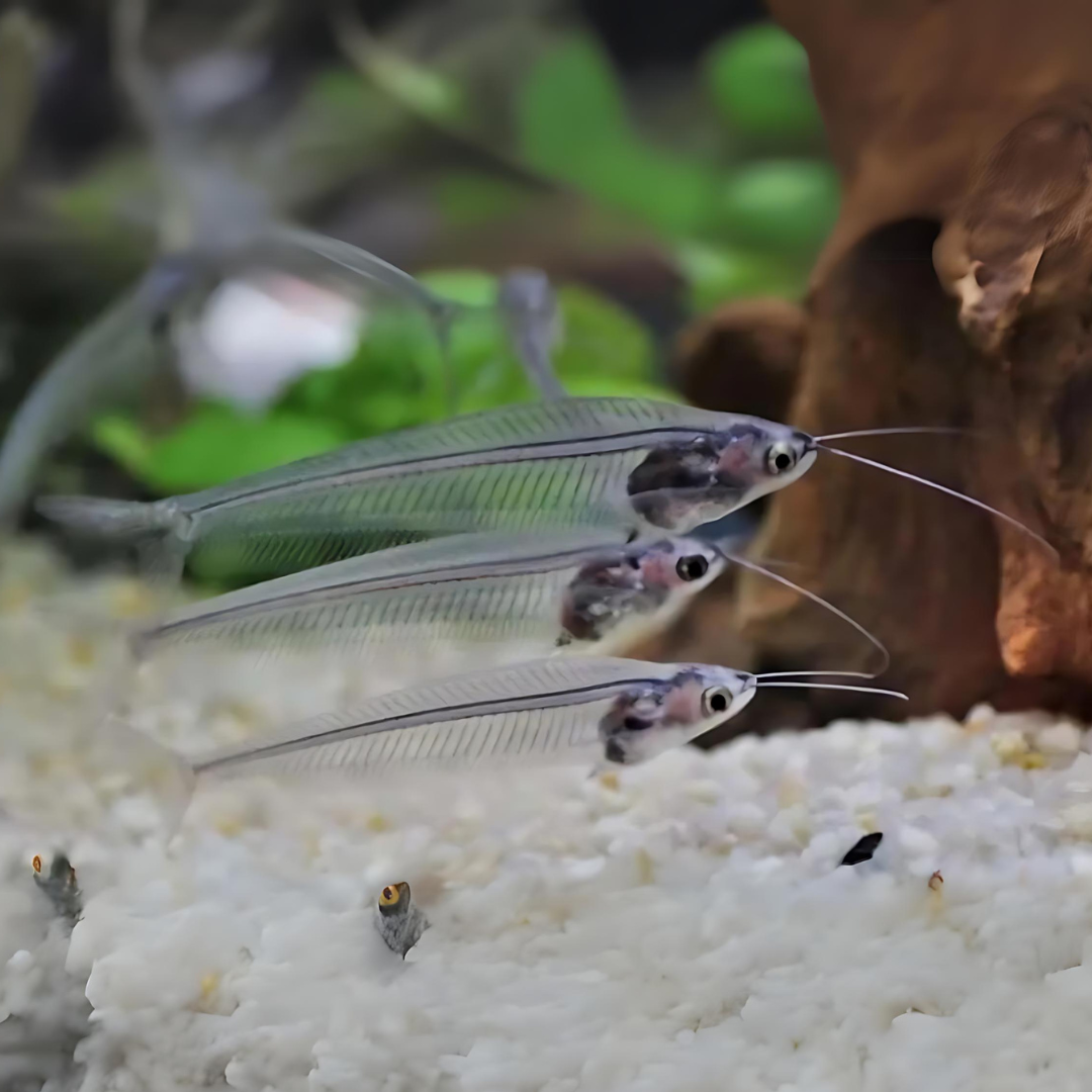 Thailand Glass Catfish | Planted Tank Fish | Single