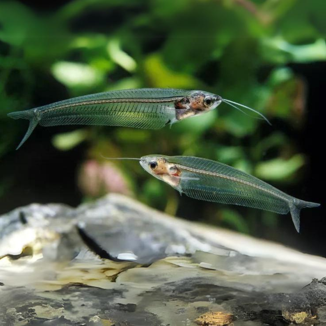 Thailand Glass Catfish | Planted Tank Fish | Single