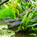 Thailand Glass Catfish | Planted Tank Fish | Single