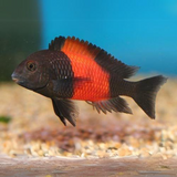 Northern Africa Lake Red Banded Duboisi Cichlid (1.5-2 Inches) | Single