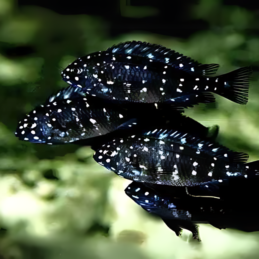 Northern Africa Lake White Spotted Duboisi Cichlid (1.5-2 Inches) | Single