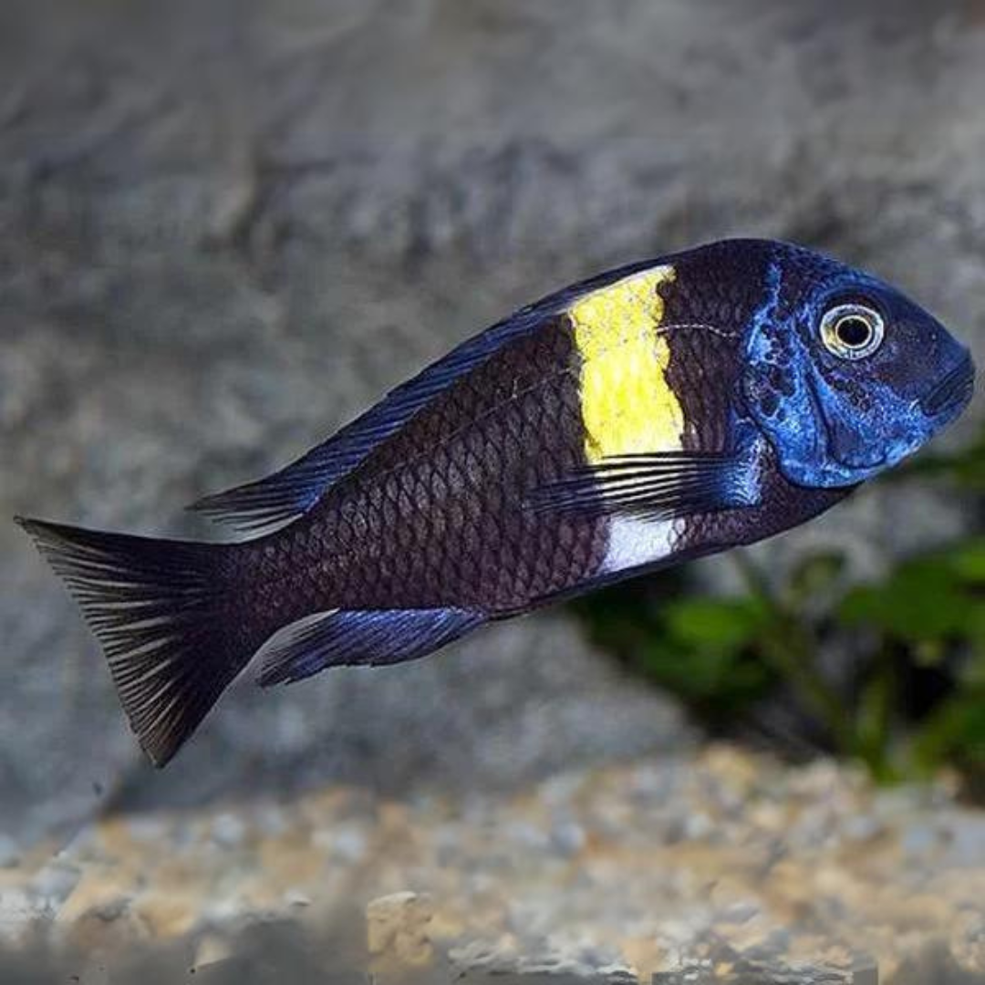 Northern Africa Lake Yellow Banded Duboisi Cichlid (1.5-2 Inches) | Single