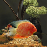 Red Spotted Severum (3-3.5 Inches) | Single