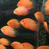 Red Spotted Severum (3-3.5 Inches) | Single